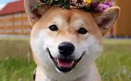 15 правил, які роблять Shiba У світі найщасливіші собаки
