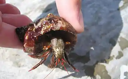 На прошлой неделе вынул его из моря