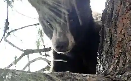 Медведя застрелили чтобы спасти (11 фотографий)