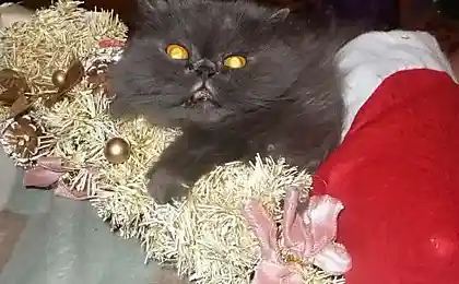 Животные на Новый Год