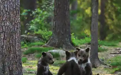 Танец маленьких медвежат