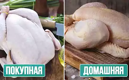 Чем бульон из покупной курицы отличается от бульона из домашней курочки