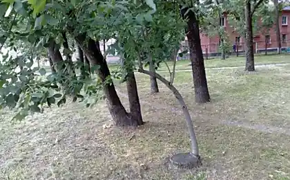 Триумф воли