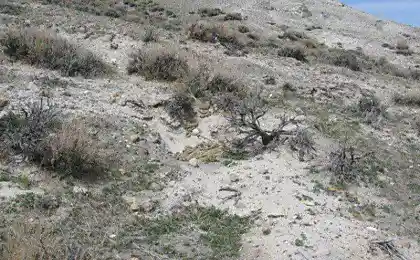 ЖЕСТЬ ДНЯ!!!
