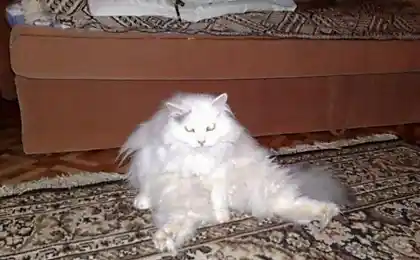Найпопулярніші коти