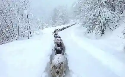 Караван в снегу