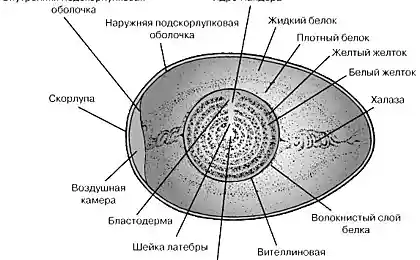 Вареное или сырое?