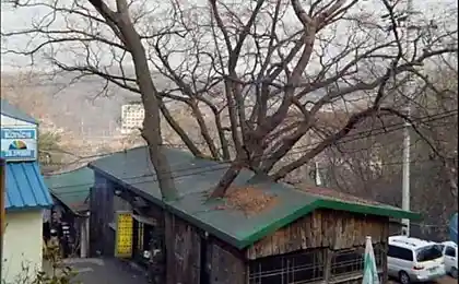 Деревья могут расти в любом месте (38 фото)