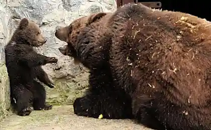 Строгая медведица