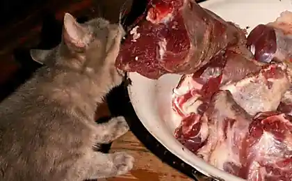 Счастливый день у кота...