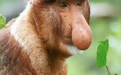 The most ridiculous monkey on the planet