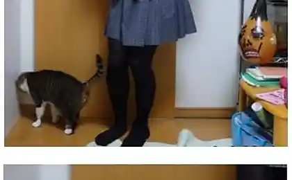 Даже кошки не могут это терпеть
