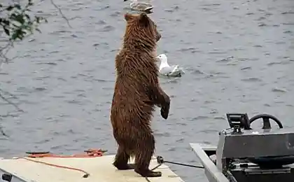 Медведь на водном скутере