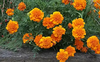 Caléndulas en su jardín: cultivo y cuidados