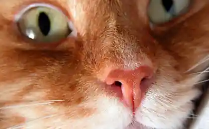 Рыжие коты