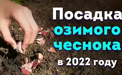 Когда сажать озимый чеснок в 2022 году, чтобы получить крупный урожай