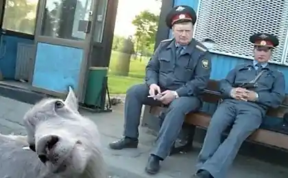 Вам тоже кажется, что тут 3 козла?