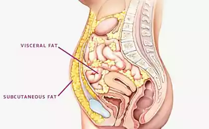 Выключатель жира: Идеальный «вес» не всегда зависит от килограммов