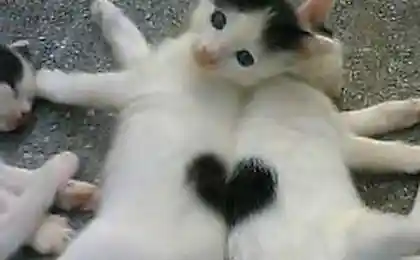 Коты и сердечки (20 фотографии)