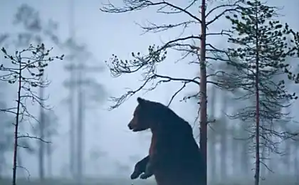 Приклад неймовірної дружби між ведмедем і вовком. Ці два мають багато вчитися від людей!