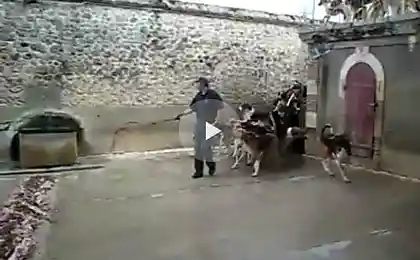 Дрессировка 100 собак