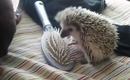 Ну здравствуй, милая ....))))