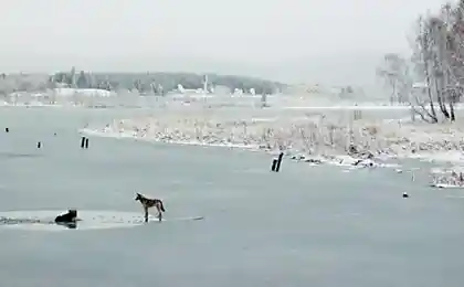 Первая жертва первого льда