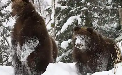 В снежки играли?