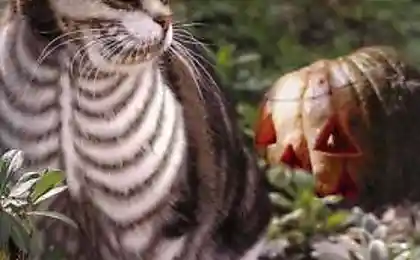 Котободиарт