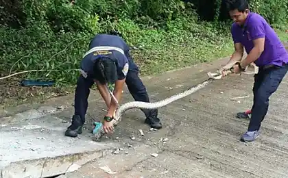 Операція для забору пасомованого пітона