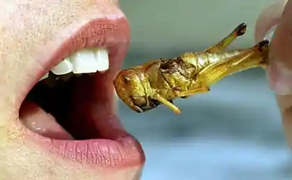 Los insectos son considerados un manjar