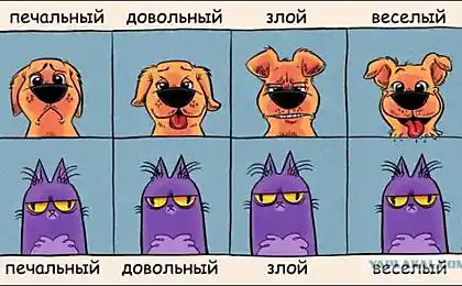 Сравнение выражения эмоций собак и кошек