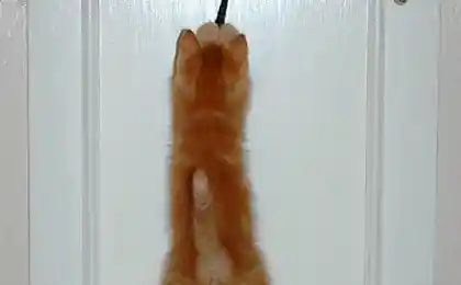 Это хвост или что?)))