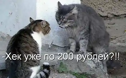Позитивна кутопія (49 фото)