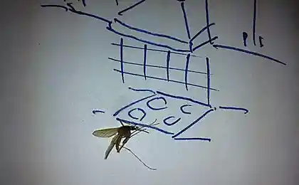 Комар деловой