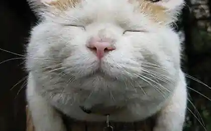 Самый ленивый в мире кот (24 фотографии)