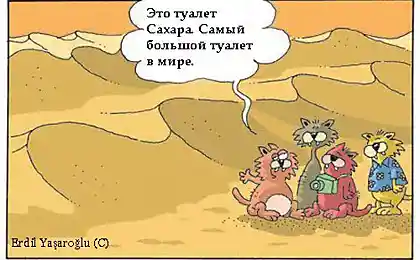 Кошачье мнение