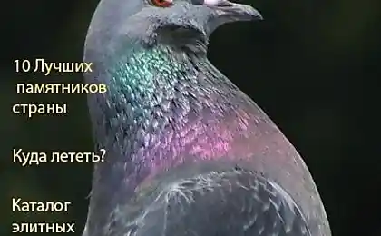 Журнал для продвинутых птиц