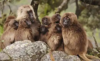 Monkey tame wild wolves (or vice versa?)
