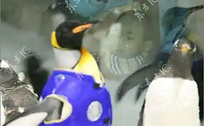 Penguin Monkey (8 фото)