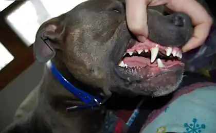 Що Pitbull зробив для цієї дівчини поза описом.