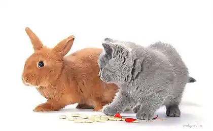 Kitten (19 фото)