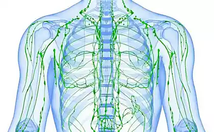 Золотые рецепты фитотерапии: очищение лимфы в один прием