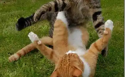 Кошачье кунг-фу  (28 фотографий)