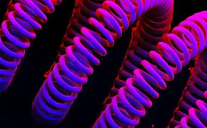 35 fantásticas fotografías de objetos y criaturas bajo el microscopio