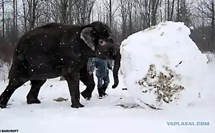 Как слоны в снежки играли