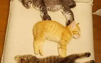 Кэтрис