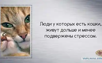 Любопытные факты обо всём