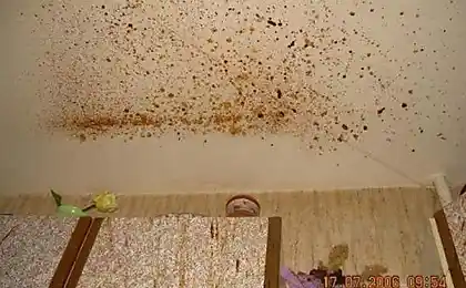 Чому мій чоловік пішов без торта? (10 зображень)