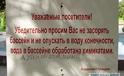А утки в курсе?!